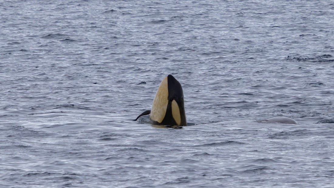 PLA26-26, Day 6, 4Q9A7909.jpg © Unknown Photographer - Oceanwide Expeditions.jpg