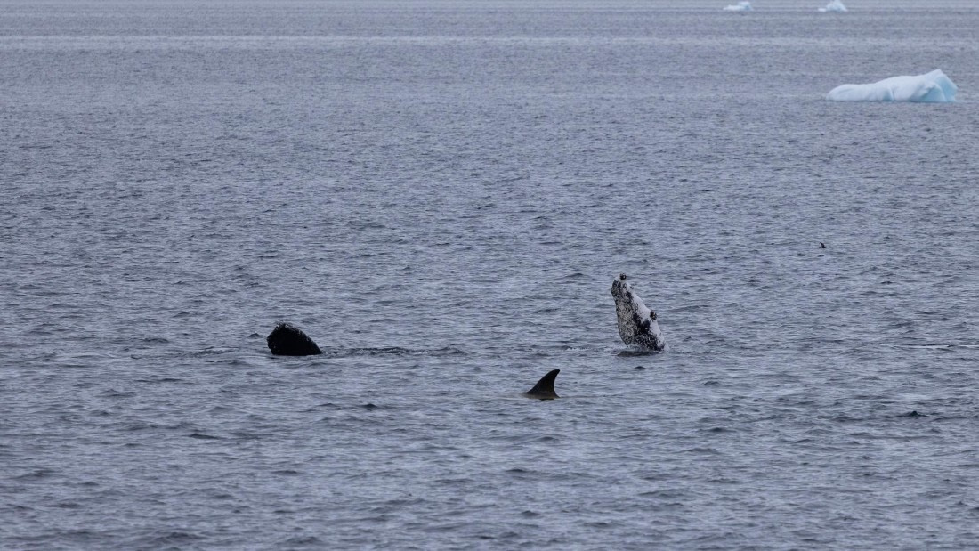 PLA26-26, Day 6, 4Q9A7947.jpg © Unknown Photographer - Oceanwide Expeditions.jpg