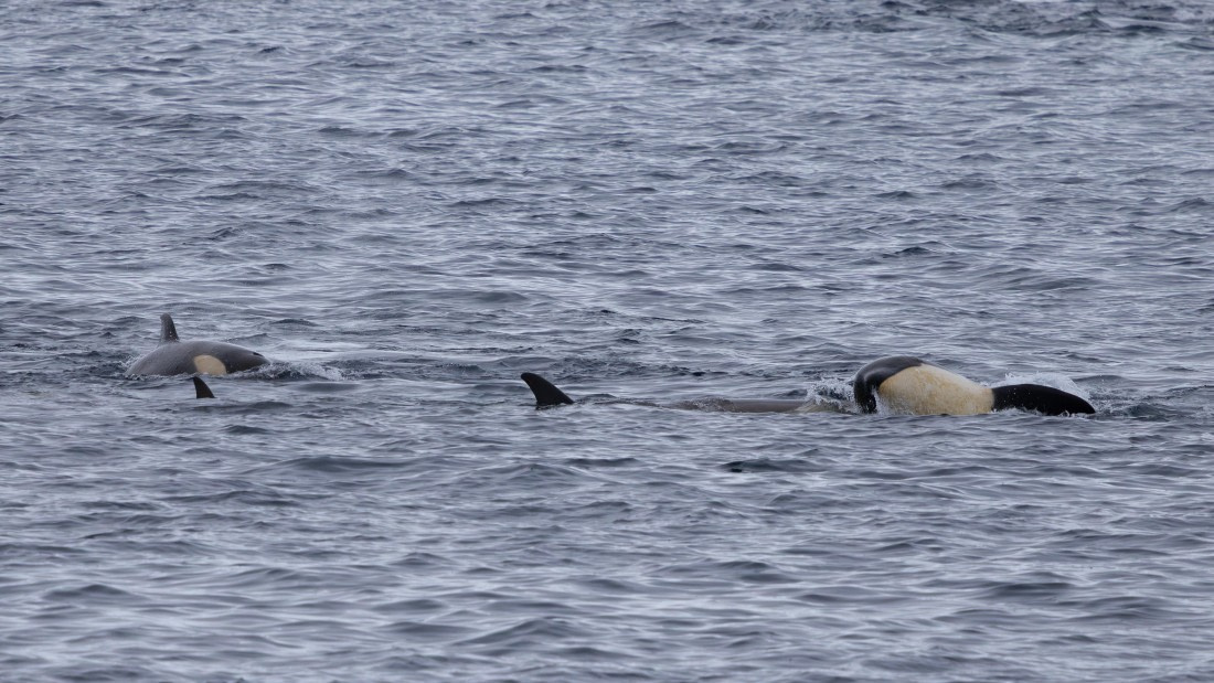 PLA26-26, Day 6, 4Q9A7986.jpg © Unknown Photographer - Oceanwide Expeditions.jpg