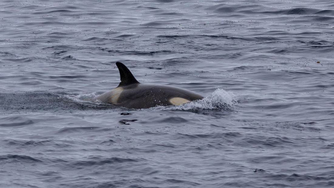 PLA26-26, Day 6, 4Q9A8086-2.jpg © Unknown Photographer - Oceanwide Expeditions.jpg