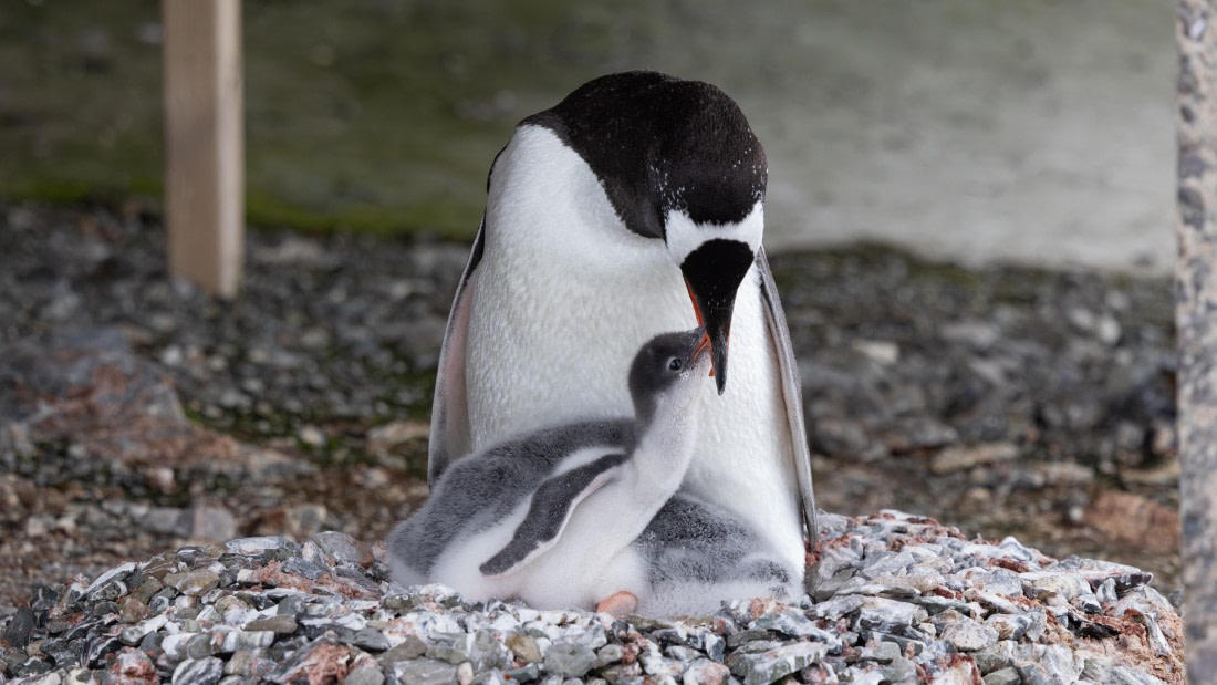 PLA26-26, Day 7, 4Q9A8170.jpg © Unknown Photographer - Oceanwide Expeditions.jpg