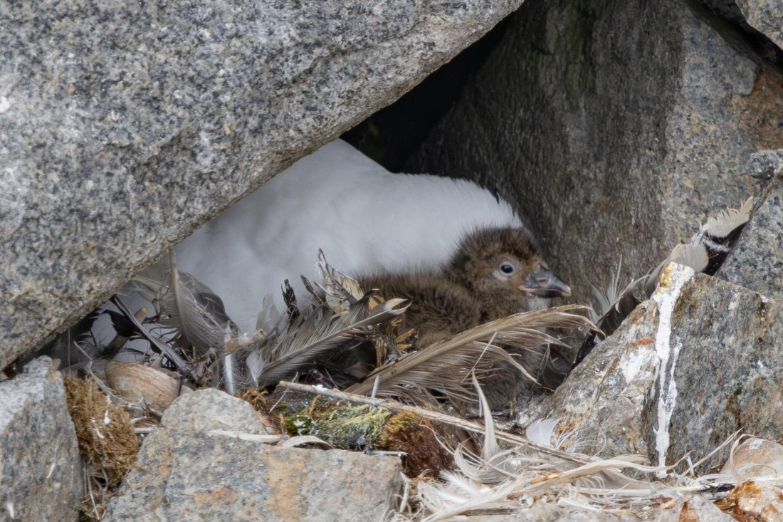 PLA26-26, Day 7, 4Q9A9444.jpg © Unknown Photographer - Oceanwide Expeditions.jpg