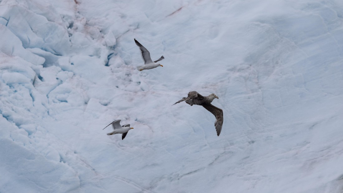PLA26-26, Day 7, 4Q9A9461.jpg © Unknown Photographer - Oceanwide Expeditions.jpg