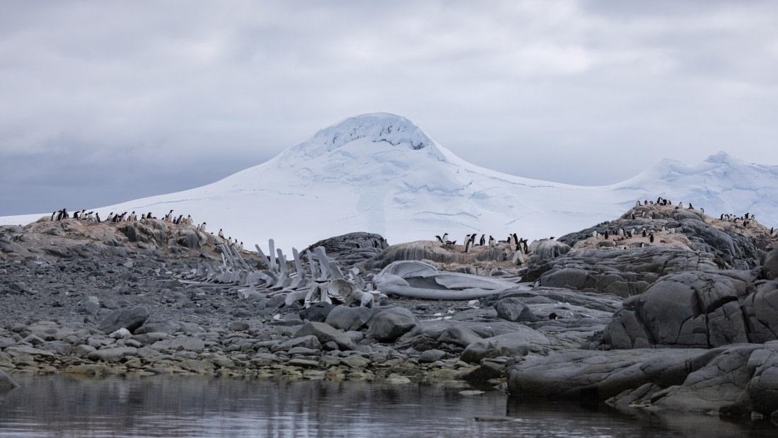 PLA26-26, Day 7, 4Q9A9481.jpg © Unknown Photographer - Oceanwide Expeditions.jpg