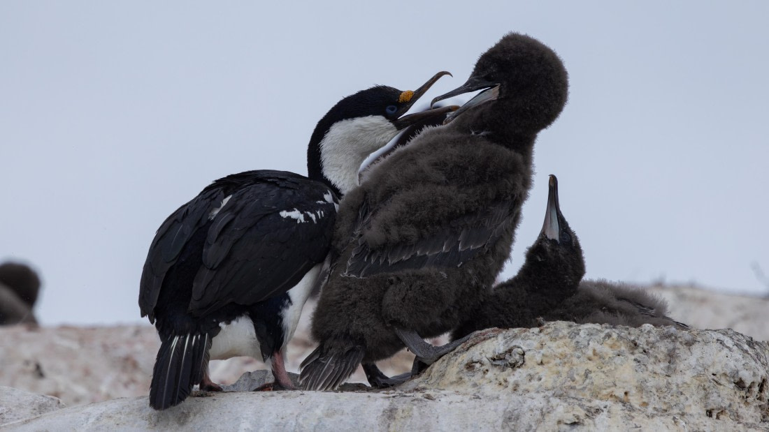 PLA26-26, Day 7, 4Q9A9506.jpg © Unknown Photographer - Oceanwide Expeditions.jpg