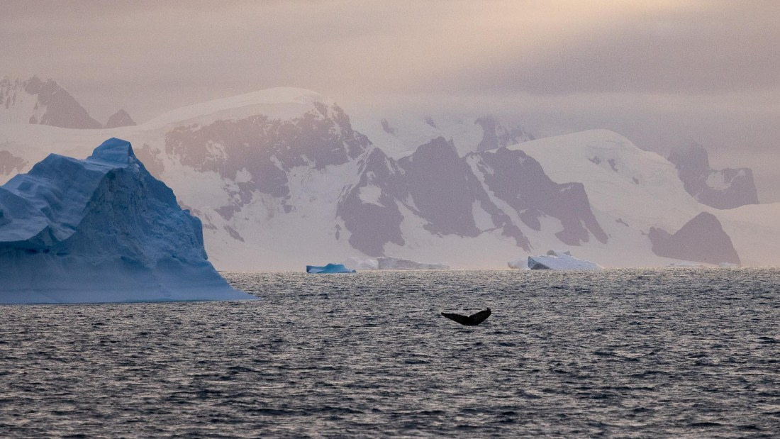 PLA26-26, Day 7, 4Q9A9622.jpg © Unknown Photographer - Oceanwide Expeditions.jpg