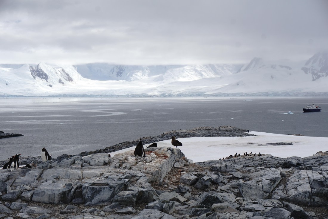 PLA26-26, Day 7, DSC08658.JPG © Unknown Photographer - Oceanwide Expeditions.JPG