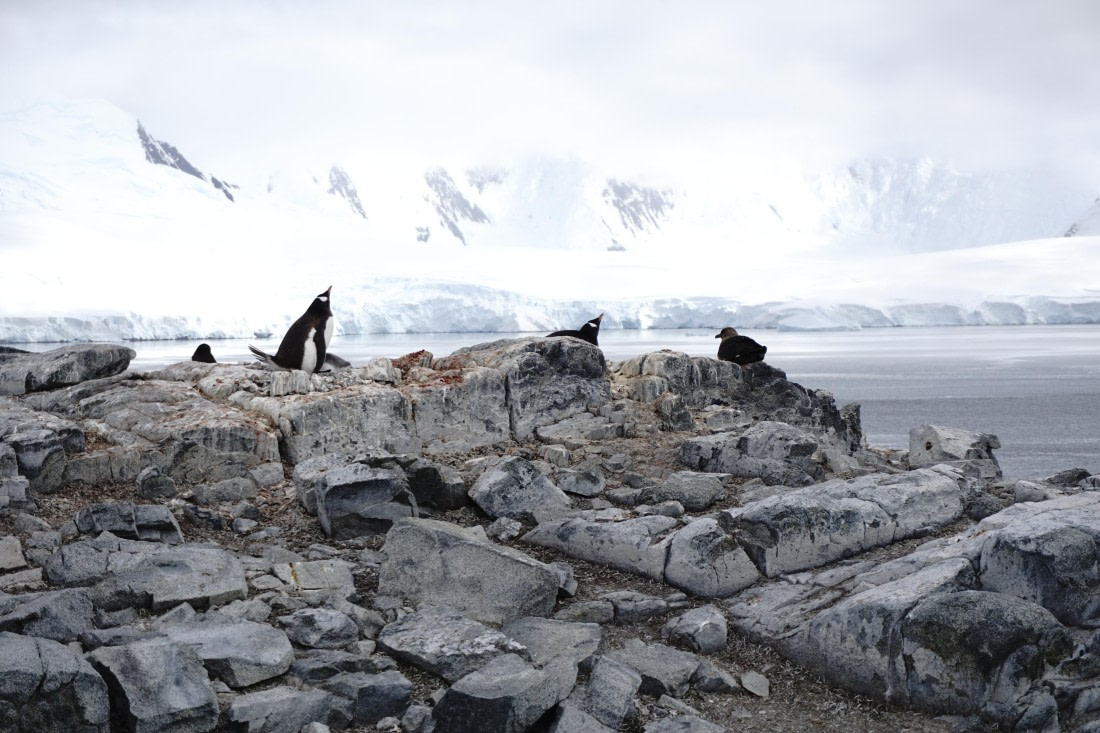 PLA26-26, Day 7, DSC08664.JPG © Unknown Photographer - Oceanwide Expeditions.JPG