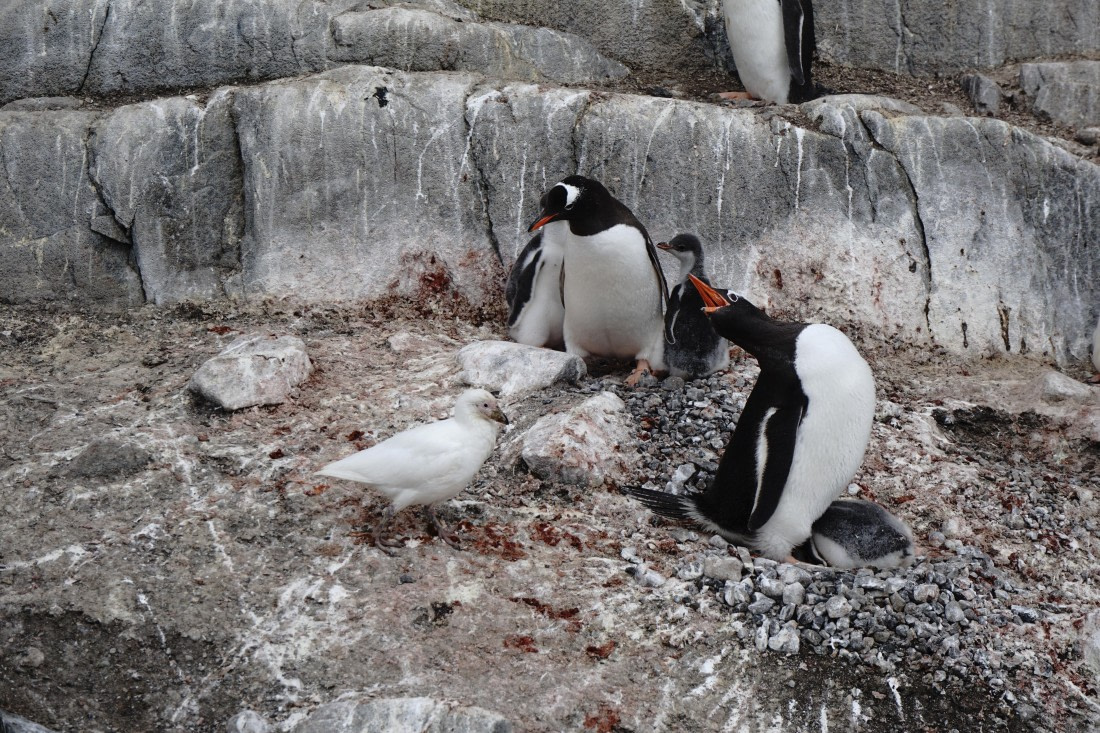 PLA26-26, Day 7, DSC08687.JPG © Unknown Photographer - Oceanwide Expeditions.JPG
