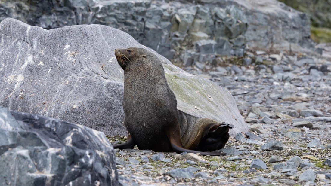 PLA26-26, Day 8, 4Q9A0078.jpg © Unknown Photographer - Oceanwide Expeditions.jpg