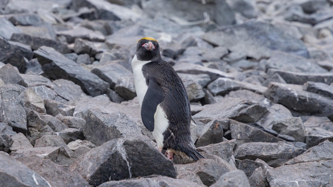 PLA26-26, Day 8, 4Q9A0130.jpg © Unknown Photographer - Oceanwide Expeditions.jpg