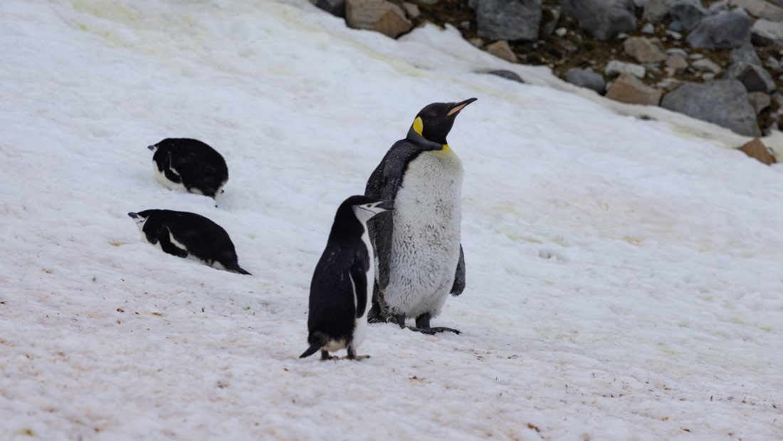 PLA26-26, Day 8, 4Q9A0160.jpg © Unknown Photographer - Oceanwide Expeditions.jpg