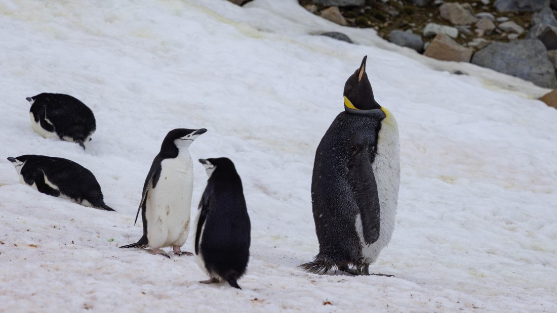 PLA26-26, Day 8, 4Q9A0166.jpg © Unknown Photographer - Oceanwide Expeditions.jpg