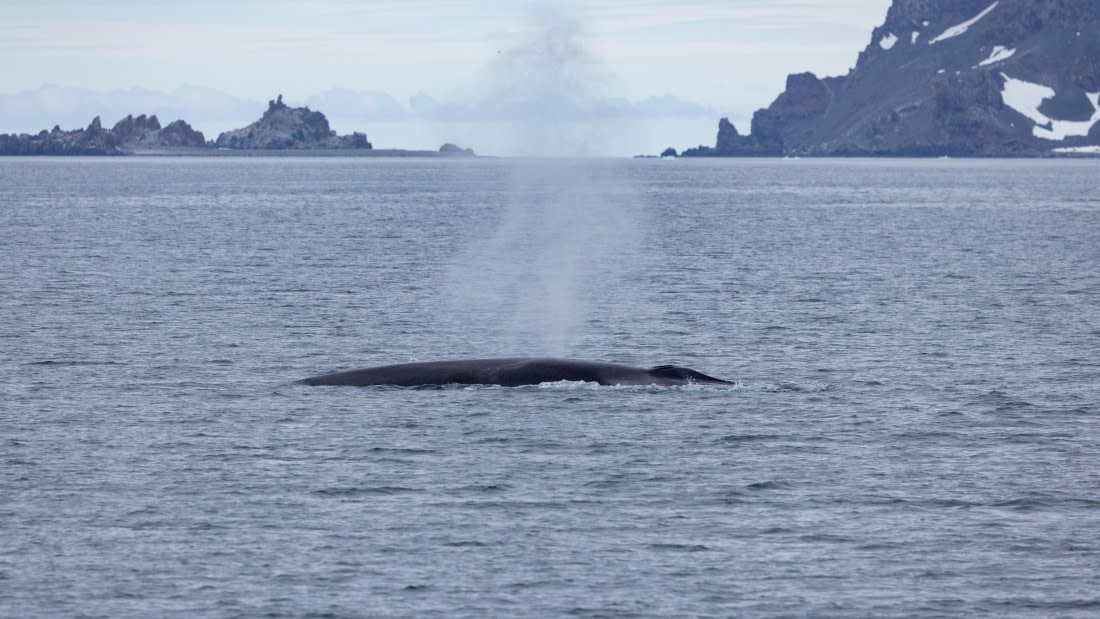 PLA26-26, Day 8, 4Q9A0183.jpg © Unknown Photographer - Oceanwide Expeditions.jpg