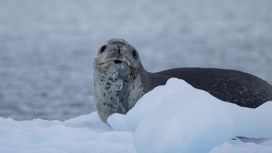 PLA26-26, Day 8, 4Q9A0222.jpg © Unknown Photographer - Oceanwide Expeditions.jpg