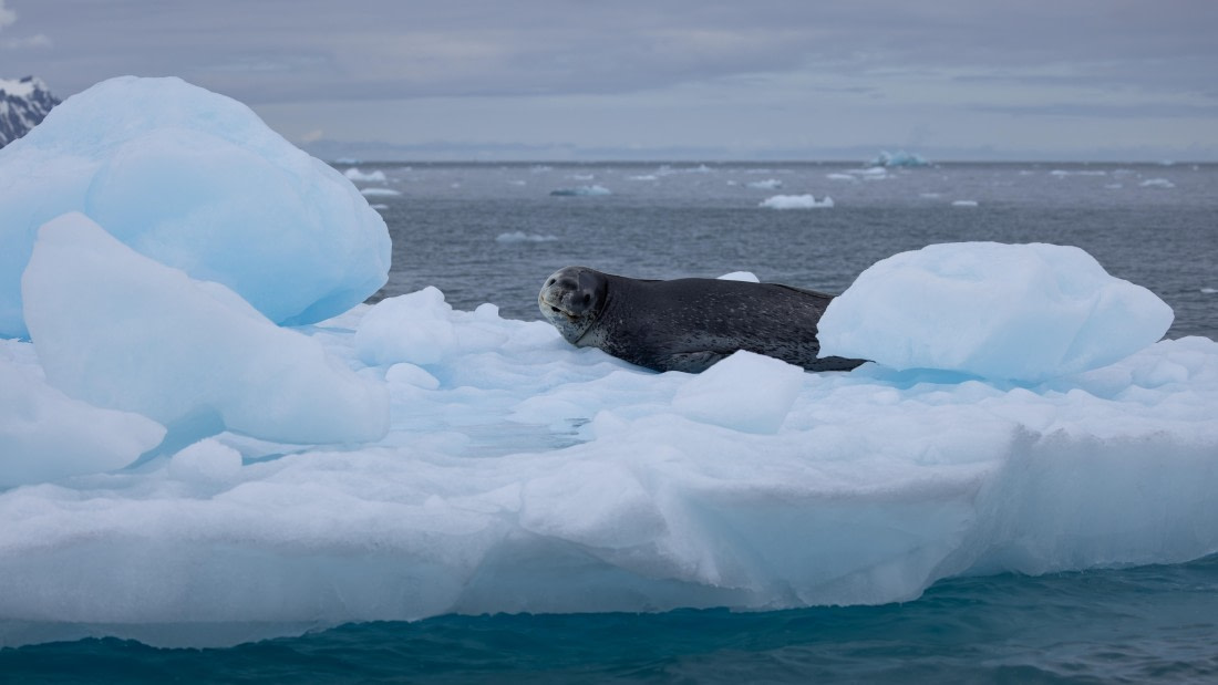 PLA26-26, Day 8, 4Q9A0232.jpg © Unknown Photographer - Oceanwide Expeditions.jpg