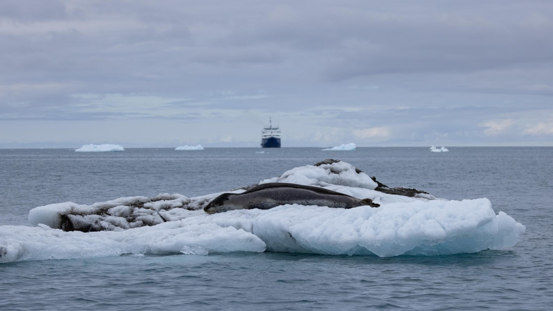 PLA26-26, Day 8, 4Q9A0282.jpg © Unknown Photographer - Oceanwide Expeditions.jpg