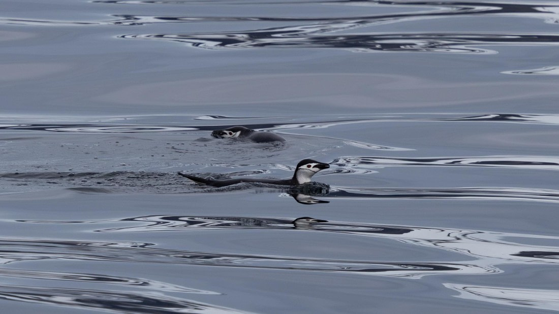 PLA26-26, Day 8, 4Q9A9647.jpg © Unknown Photographer - Oceanwide Expeditions.jpg