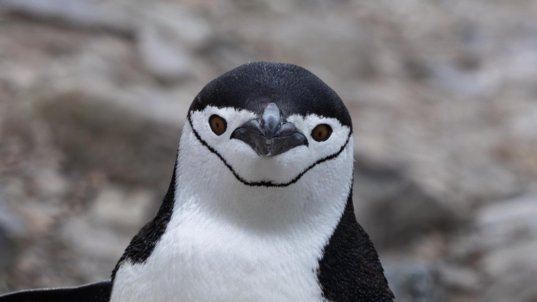 PLA26-26, Day 8, 4Q9A9740.jpg © Unknown Photographer - Oceanwide Expeditions.jpg