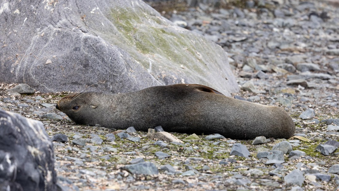 PLA26-26, Day 8, 4Q9A9659.jpg © Unknown Photographer - Oceanwide Expeditions.jpg