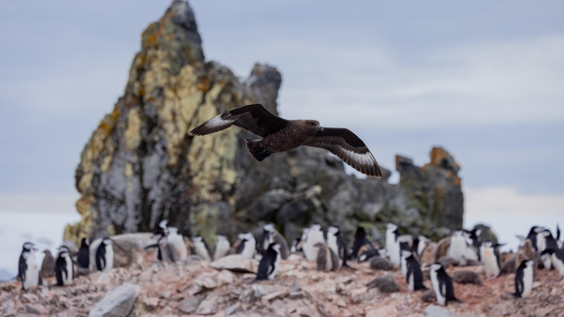 PLA26-26, Day 8, 4Q9A9844.jpg © Unknown Photographer - Oceanwide Expeditions.jpg