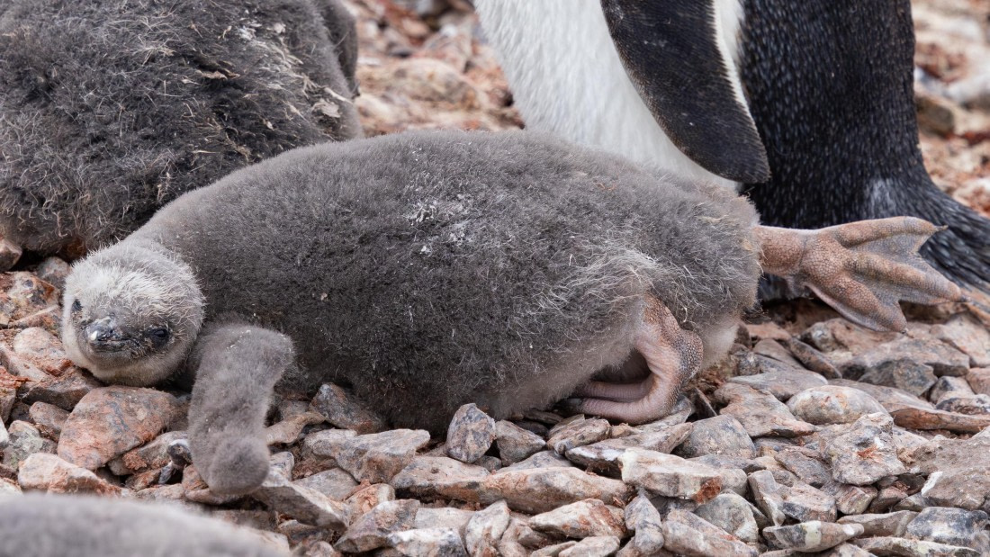 PLA26-26, Day 8, 4Q9A9893.jpg © Unknown Photographer - Oceanwide Expeditions.jpg