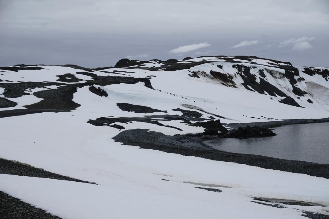 PLA26-26, Day 8, DSC08754.JPG © Unknown Photographer - Oceanwide Expeditions.JPG