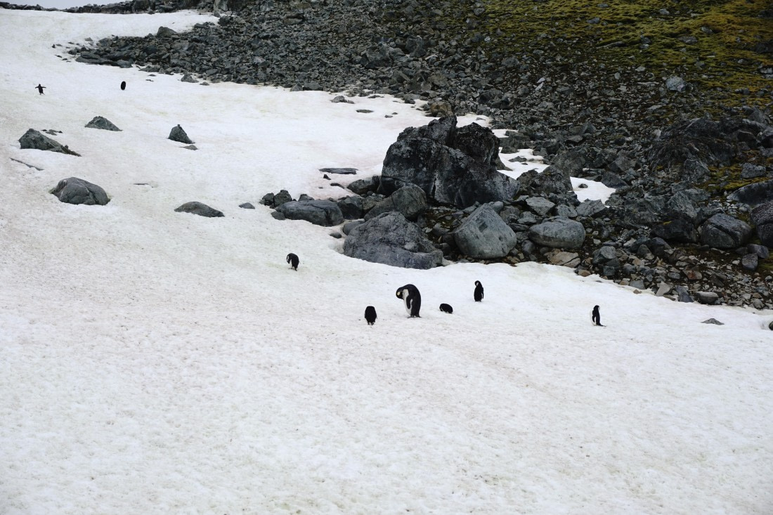 PLA26-26, Day 8, DSC08759.JPG © Unknown Photographer - Oceanwide Expeditions.JPG