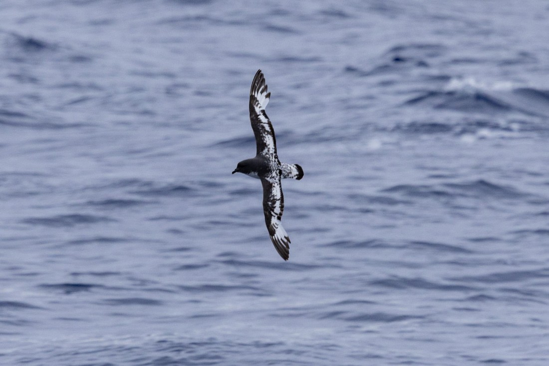 PLA26-26, Day 9, 4Q9A0490.jpg © Unknown Photographer - Oceanwide Expeditions.jpg