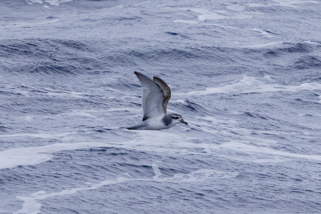 PLA26-26, Day 9, 4Q9A0548.jpg © Unknown Photographer - Oceanwide Expeditions.jpg