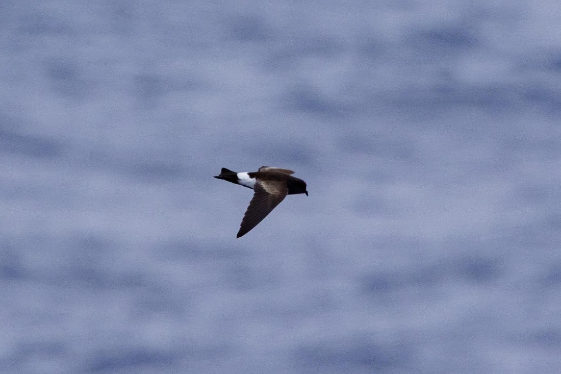 PLA26-26, Day 9, 4Q9A0629.jpg © Unknown Photographer - Oceanwide Expeditions.jpg