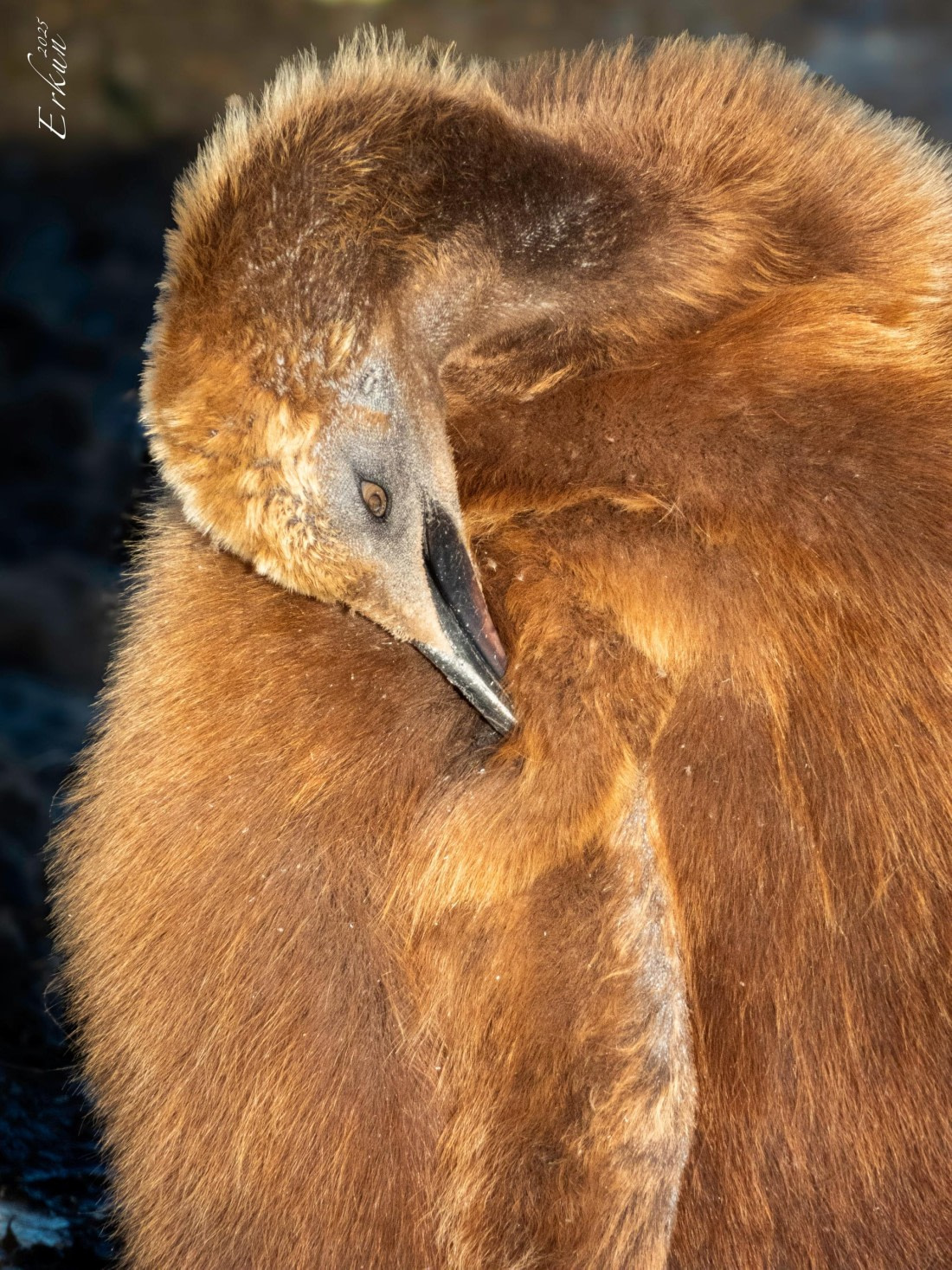 Day 6: Andrews Bay, South Georgia Island