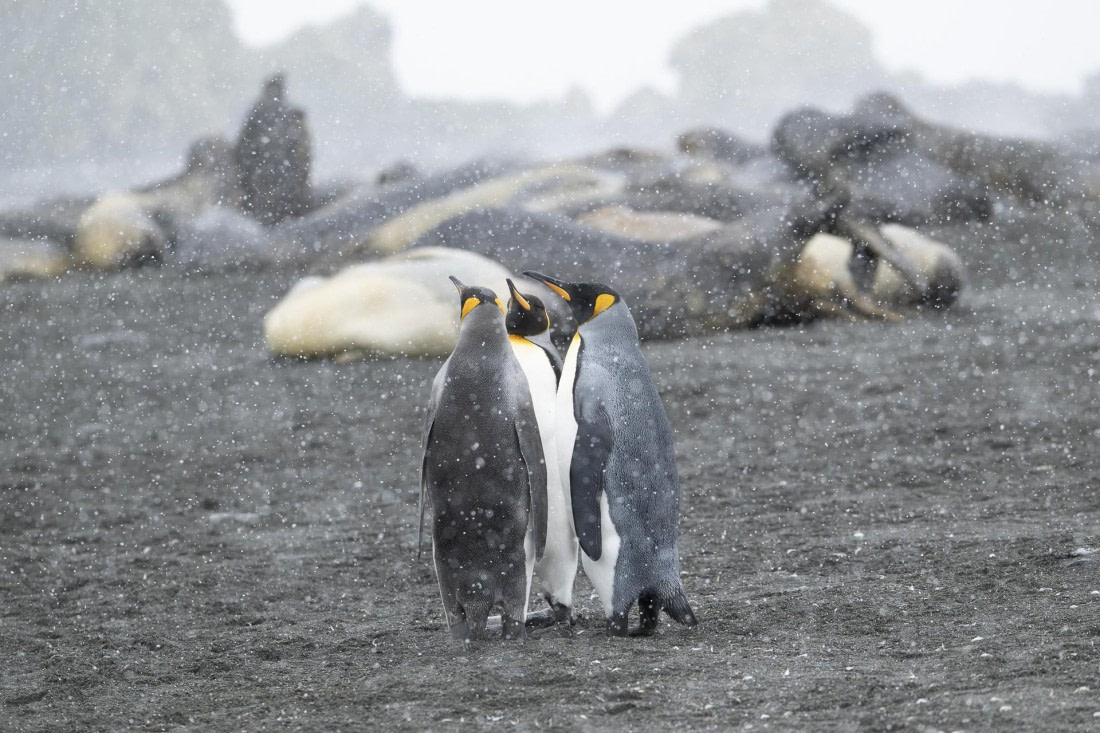 Kingpinguins, sea-elephants and snow on Gold Harbour