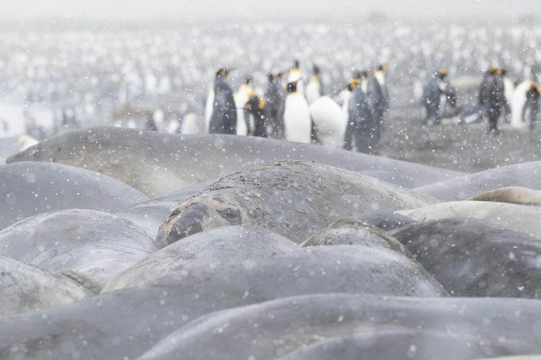 Kingpinguins,Sea-elephants on the beach of Gold Harbour,South Georgia