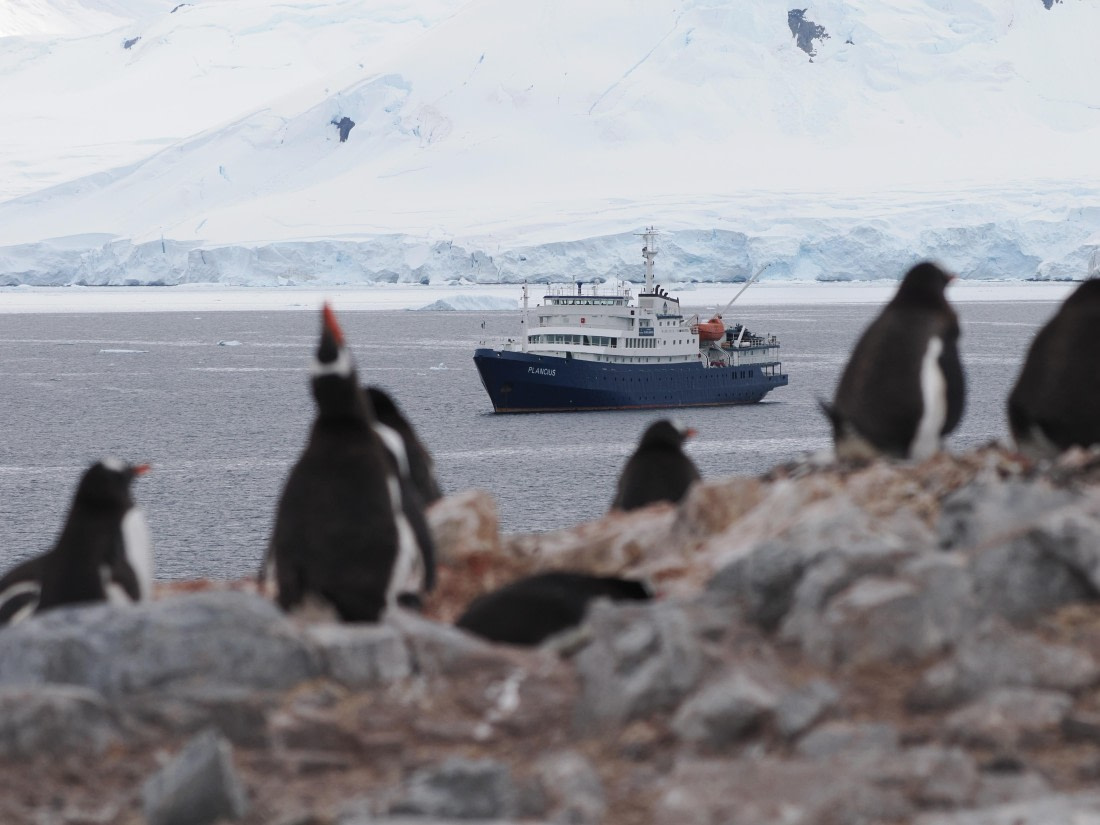 Plancius and penguins