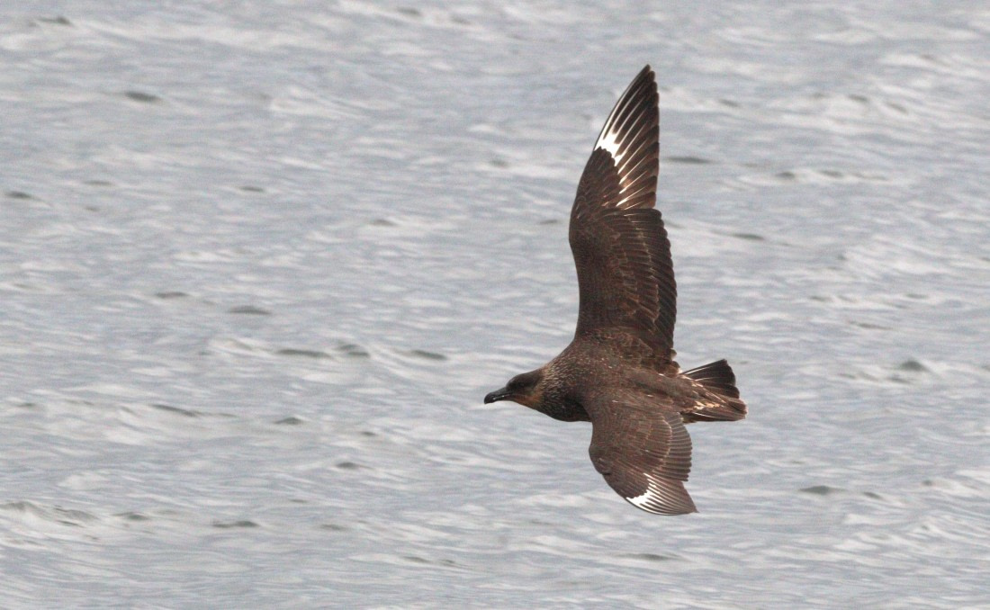 HDS27-26, Day 1, IMG_8450 © Unknown photographer - Oceanwide Expeditions.JPG