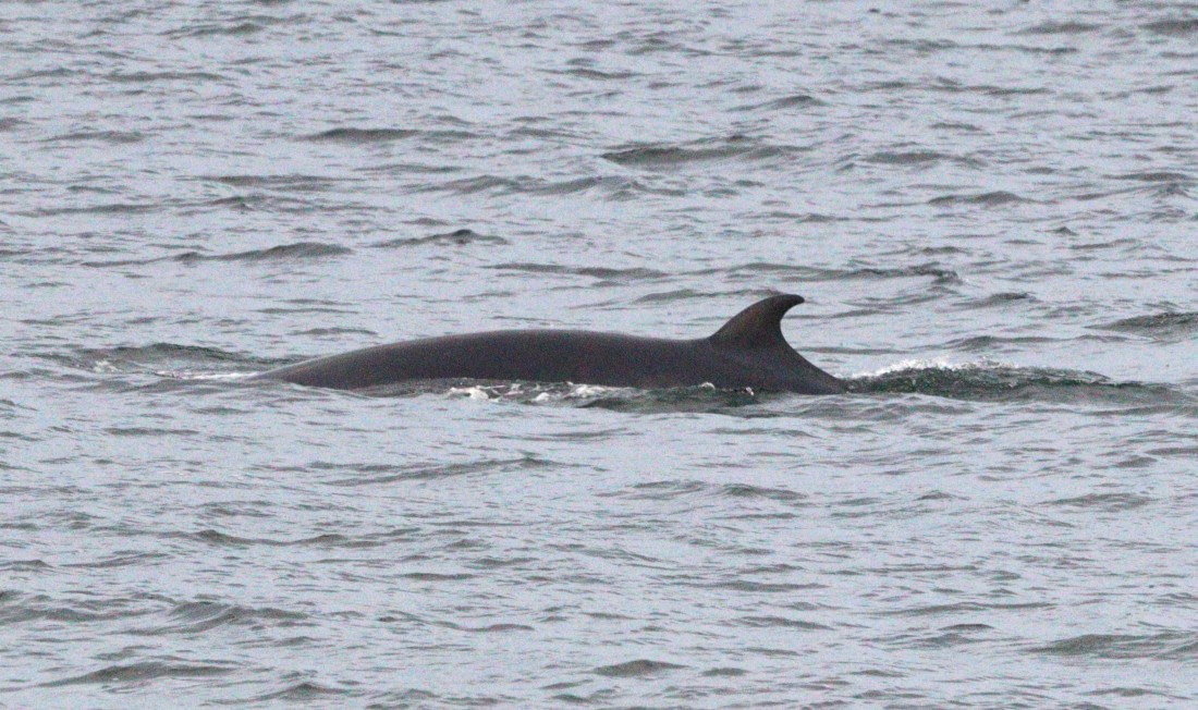 HDS27-26, Day 1, IMG_8550 © Unknown photographer - Oceanwide Expeditions.JPG