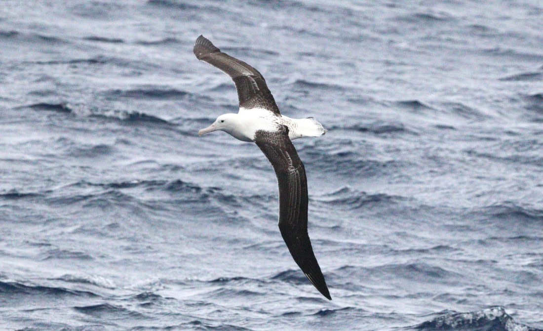 HDS27-26, Day 2, IMG_8277 © Unknown photographer - Oceanwide Expeditions.JPG