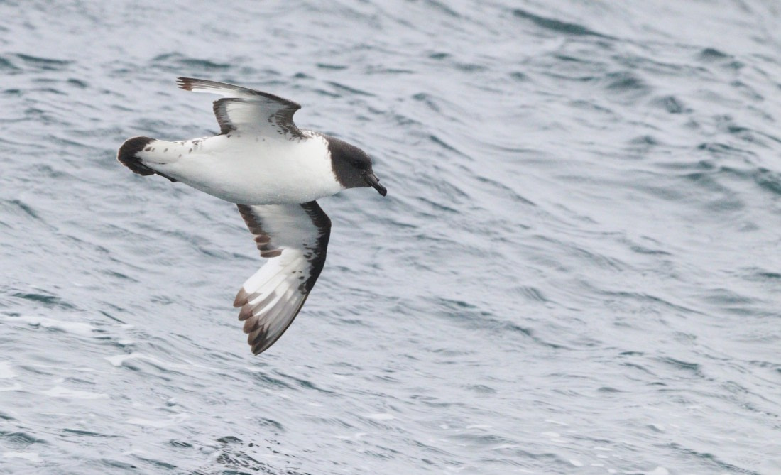 HDS27-26, Day 3, IMG_8704 © Unknown photographer - Oceanwide Expeditions.JPG