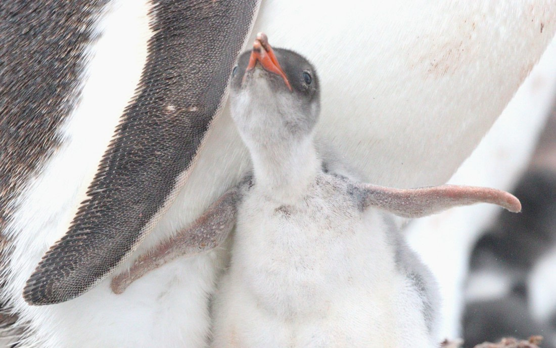 HDS27-26, Day 4, IMG_8825 © Unknown photographer - Oceanwide Expeditions.JPG
