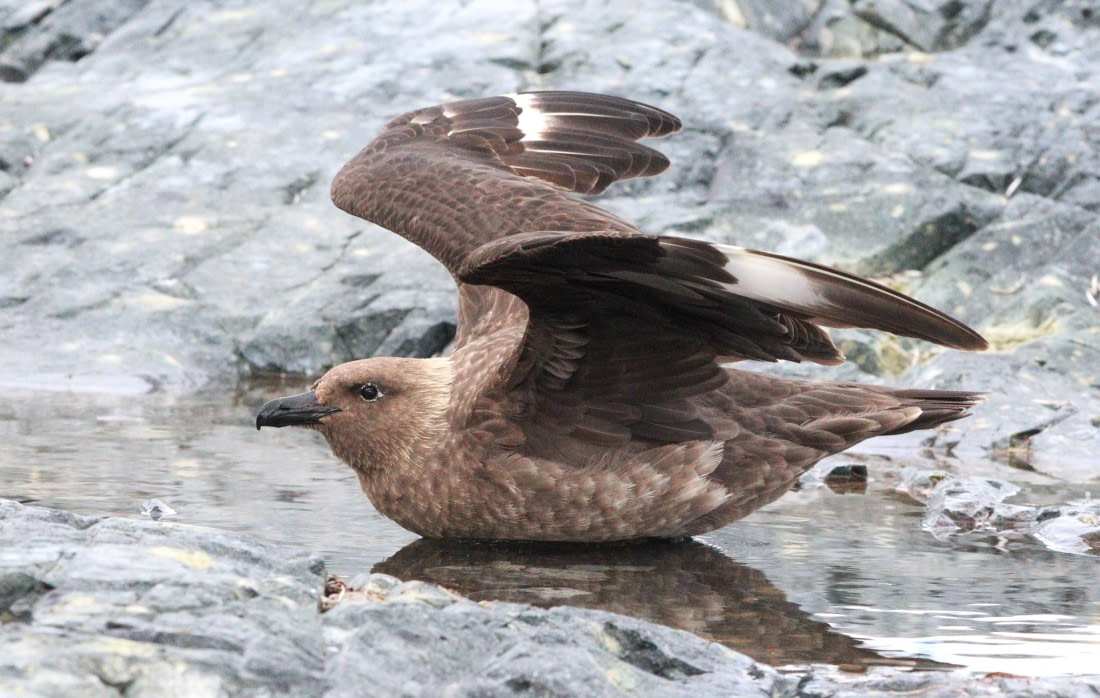 HDS27-26, Day 4, IMG_8862 © Unknown photographer - Oceanwide Expeditions.JPG