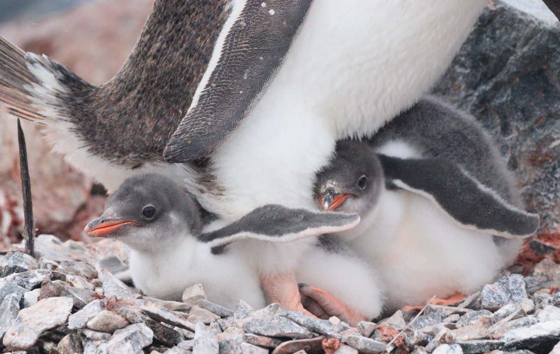 HDS27-26, Day 4, IMG_8868 © Unknown photographer - Oceanwide Expeditions.JPG