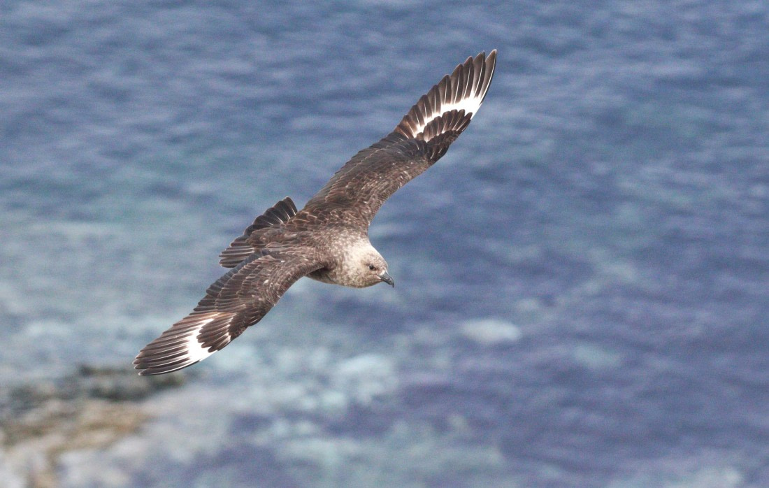 HDS27-26, Day 4, IMG_8891 © Unknown photographer - Oceanwide Expeditions.JPG