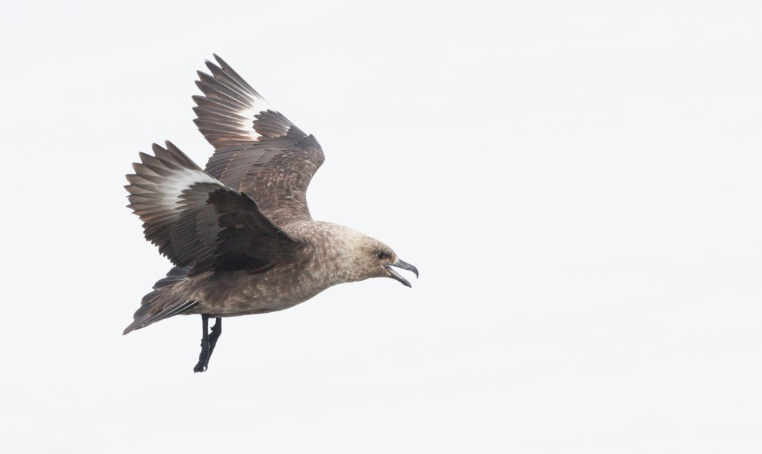 HDS27-26, Day 4, IMG_8895 © Unknown photographer - Oceanwide Expeditions.JPG