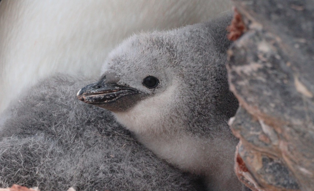 HDS27-26, Day 4, IMG_8903 © Unknown photographer - Oceanwide Expeditions.JPG