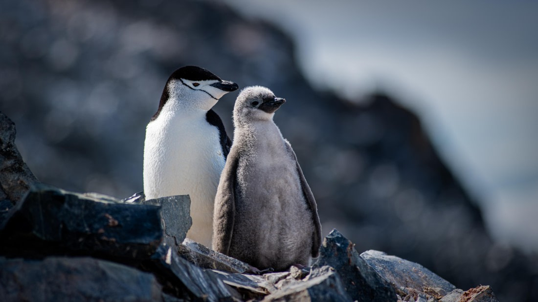 HDS27-26, Day 4, Sasha_-_HDS27-26_-_025 © Alexander Romanovskiy - Oceanwide Expeditions.jpg