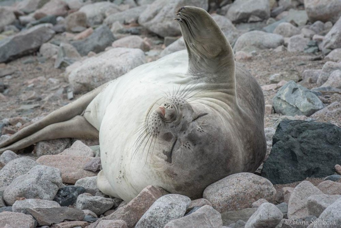 HDS27-26, Day 5, _DSC9248 Hana (7) © Hana Spickova - Oceanwide Expeditions.jpg