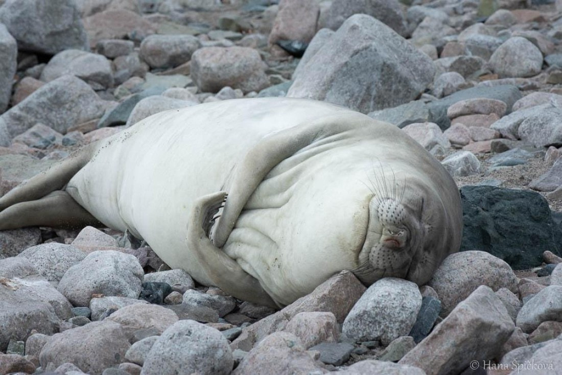 HDS27-26, Day 5, _DSC9248 Hana (11) © Hana Spickova - Oceanwide Expeditions.jpg