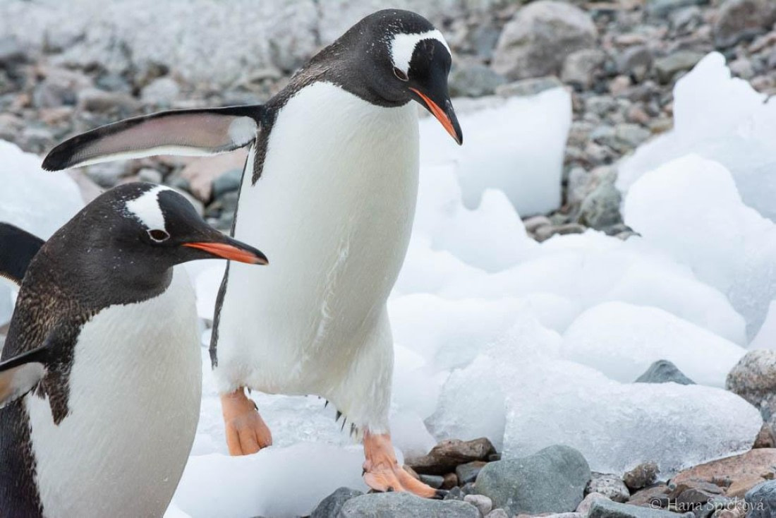 HDS27-26, Day 5, _DSC9248 Hana (13) © Hana Spickova - Oceanwide Expeditions.jpg