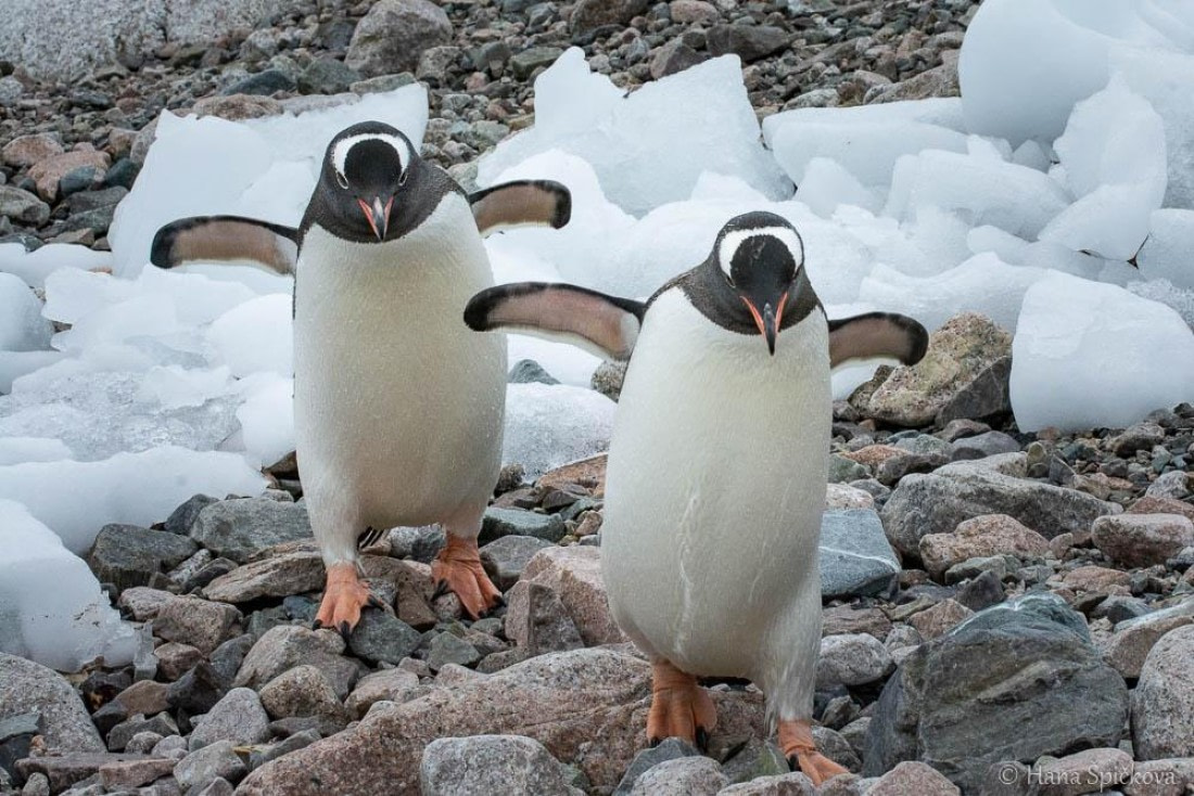 HDS27-26, Day 5, _DSC9248 Hana (14) © Hana Spickova - Oceanwide Expeditions.jpg